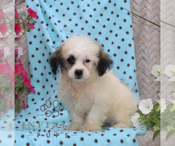 Medium Photo #1 Zuchon Puppy For Sale in RISING SUN, MD, USA