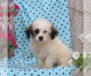 Zuchon Puppy for sale in RISING SUN, MD, USA