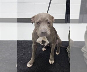 Mutt Dogs for adoption in Temple, TX, USA