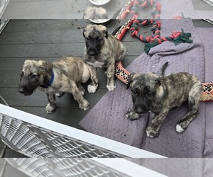 Irish Wolfhound Litter for sale in AMBOY, WA, USA
