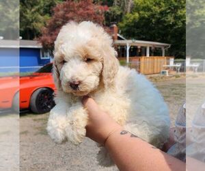 Labradoodle Puppy for sale in OREGON CITY, OR, USA