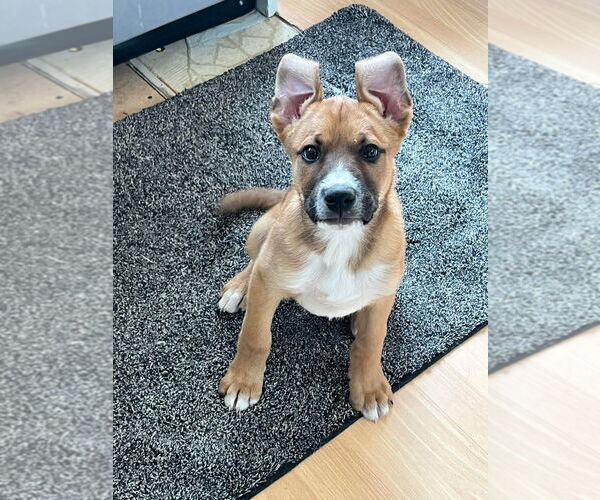 Medium Photo #1 Boxer-Unknown Mix Puppy For Sale in Salt Lake City, UT, USA