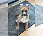 Small Boxer Mix