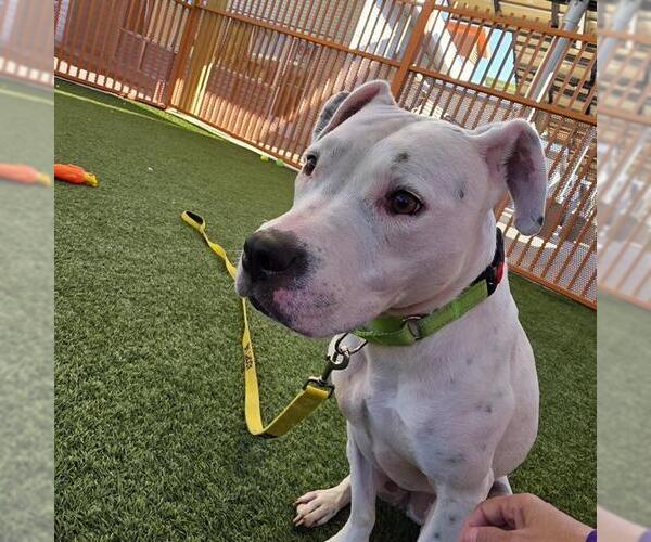 Medium Photo #1 Mutt Puppy For Sale in Las Vegas, NV, USA