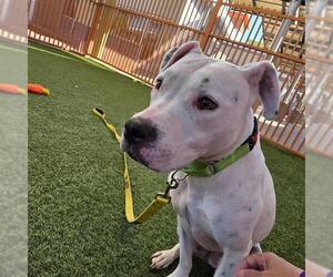 Mutt Dogs for adoption in Las Vegas, NV, USA