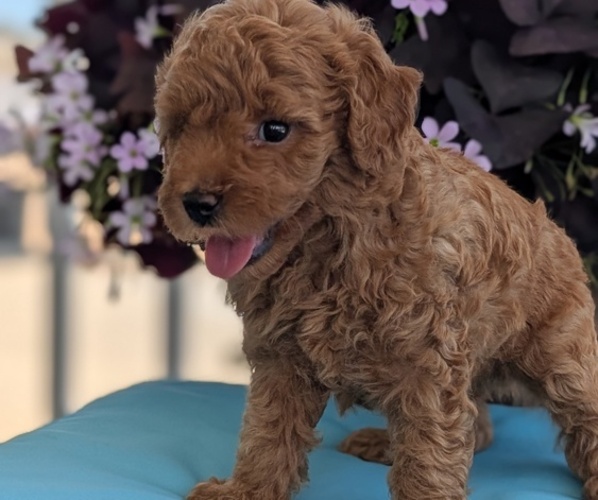 Medium Photo #25 Poodle (Toy) Puppy For Sale in GOSHEN, IN, USA