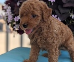 Small Photo #25 Poodle (Toy) Puppy For Sale in GOSHEN, IN, USA