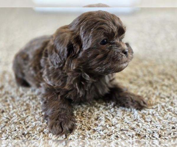 Medium Photo #7 ShihPoo Puppy For Sale in CARLYLE, IL, USA