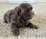 Small #6 ShihPoo