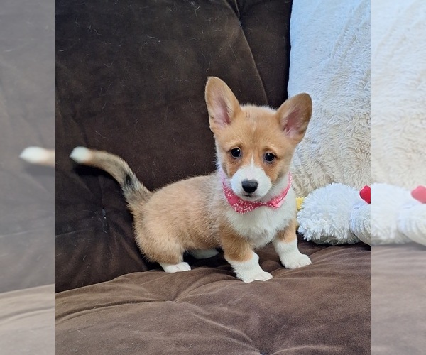 Medium Photo #24 Pembroke Welsh Corgi Puppy For Sale in ARROYO GRANDE, CA, USA