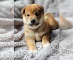Small Photo #2 Shiba Inu Puppy For Sale in SOMERSWORTH, NH, USA