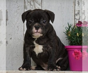 Faux Frenchbo Bulldog Puppy for sale in FREDERICKSBG, OH, USA