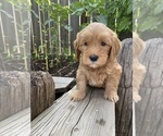 Puppy Art Goldendoodle