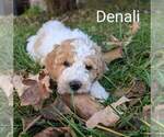 Puppy Denali Goldendoodle