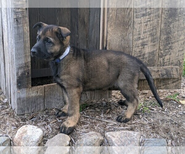Medium Photo #1 German Shepherd Dog Puppy For Sale in MILFORD, IN, USA