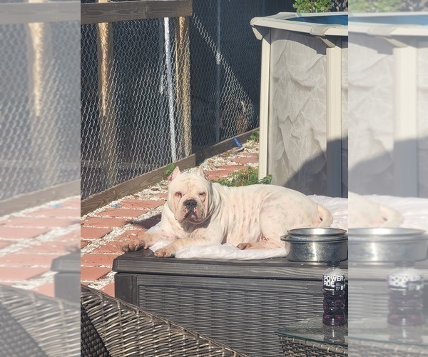 Medium Photo #1 American Bully Puppy For Sale in NORTH PORT, FL, USA