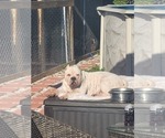 Small Photo #1 American Bully Puppy For Sale in NORTH PORT, FL, USA