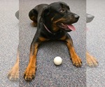 Small #13 Rottweiler Mix