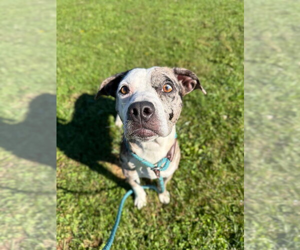 Medium Photo #3 American Staffordshire Terrier-Unknown Mix Puppy For Sale in Pierceton , IN, USA