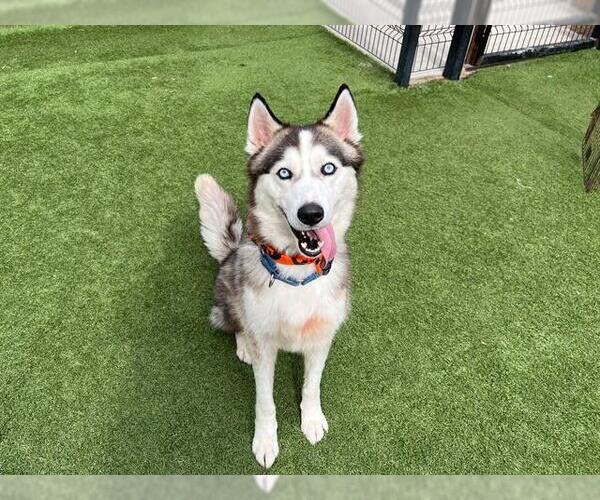 Medium Photo #3 Siberian Husky Puppy For Sale in Orange, CA, USA