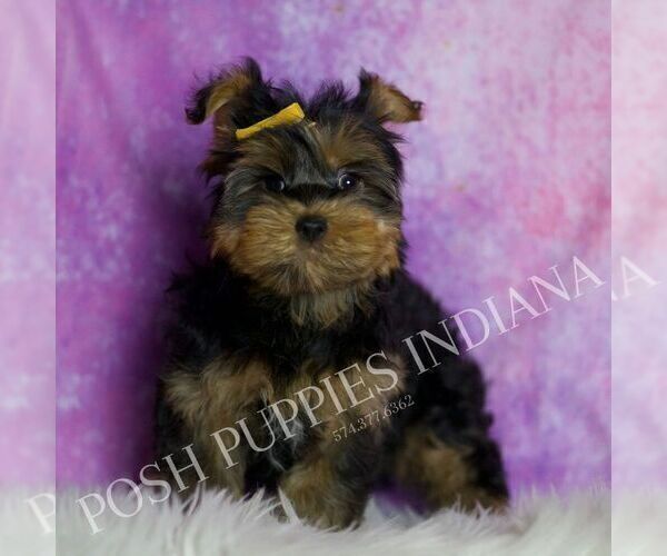 Medium Photo #5 Yorkshire Terrier Puppy For Sale in WARSAW, IN, USA