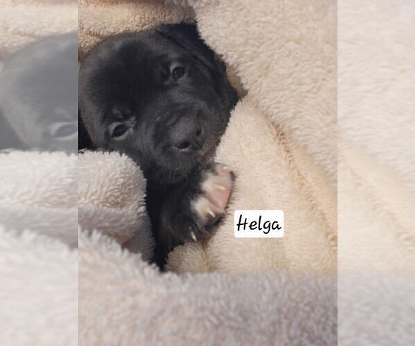 Medium Photo #3 Labrador Retriever-Unknown Mix Puppy For Sale in oakland, FL, USA