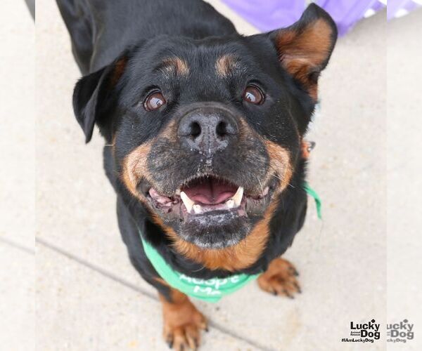 Medium Photo #9 Rottweiler-Unknown Mix Puppy For Sale in Washington, DC, USA