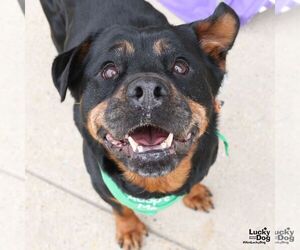 Harper - Female Rottweiler-Unknown Mix Dog for Adoption - Photo #8