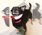 Small Photo #5 Mutt Puppy For Sale in Philadelphia, PA, USA