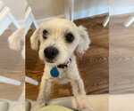 Small Maltese Mix