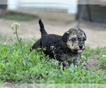 Small #14 Goldendoodle-Shih Tzu Mix