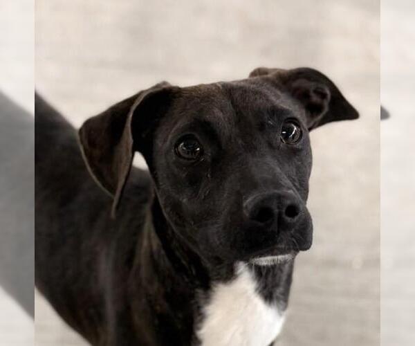 Medium Photo #1 Chihuahua-Unknown Mix Puppy For Sale in Yardley, PA, USA