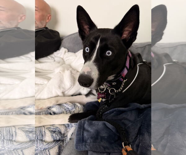 Medium Photo #3 Siberian Husky-Unknown Mix Puppy For Sale in Miami, FL, USA