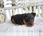 Small Photo #4 Australian Cattle Dog-English Shepherd Mix Puppy For Sale in HONEY BROOK, PA, USA