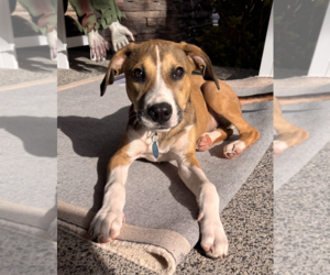 Mutt Dogs for adoption in Bellevue, WA, USA