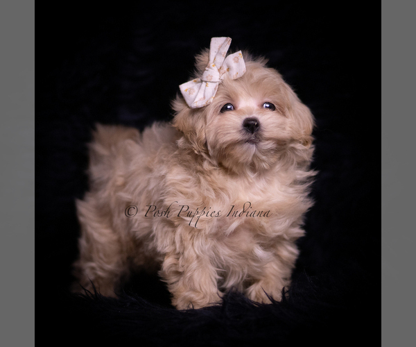 Medium Photo #105 Maltipoo (Miniature) Puppy For Sale in WARSAW, IN, USA
