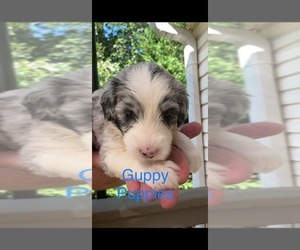 Sheepadoodle Puppy for Sale in BUFORD, Georgia USA