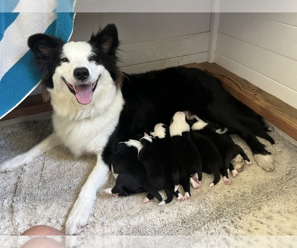 Medium Photo #1 Border-Aussie Puppy For Sale in GLENDORA, CA, USA