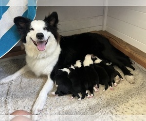 Border-Aussie Puppy for Sale in GLENDORA, California USA