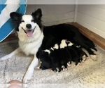 Small Border-Aussie