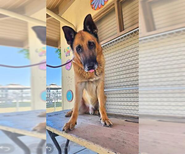 Medium Photo #1 German Shepherd Dog Puppy For Sale in Downey, CA, USA