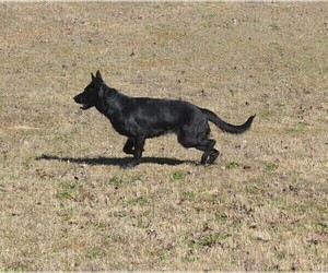 Mother of the German Shepherd Dog puppies born on 03/15/2026