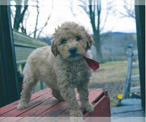 Goldendoodle Puppy for sale in CLARKRANGE, TN, USA