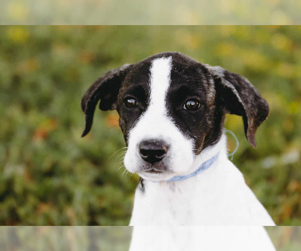 Medium Photo #2 Labbe Puppy For Sale in Princeton, MN, USA