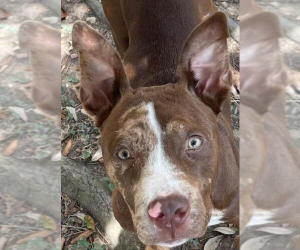 Medium Photo #1 American Pit Bull Terrier-Unknown Mix Puppy For Sale in Texas City, TX, USA