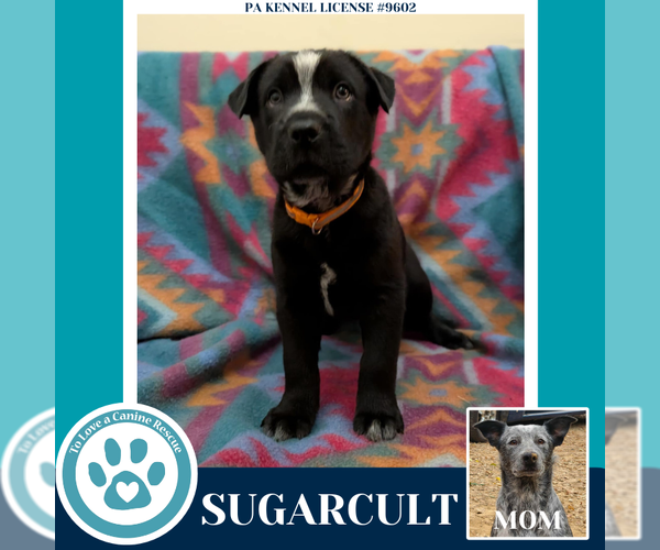 Medium Photo #2 Mutt Puppy For Sale in Kimberton, PA, USA