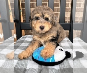 Cavapoo Dog for Adoption in INDIANAPOLIS, Indiana USA