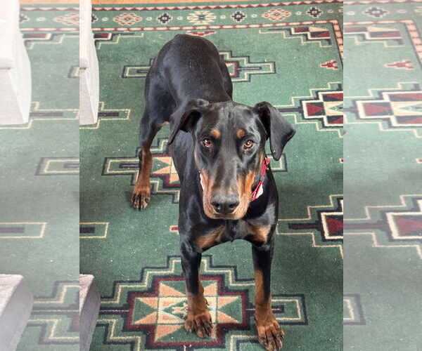 Medium Photo #1 Doberman Pinscher Puppy For Sale in Minneaoplis, MN, USA