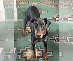 Small Doberman Pinscher