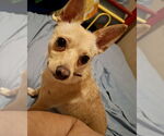 Small Chihuahua Mix